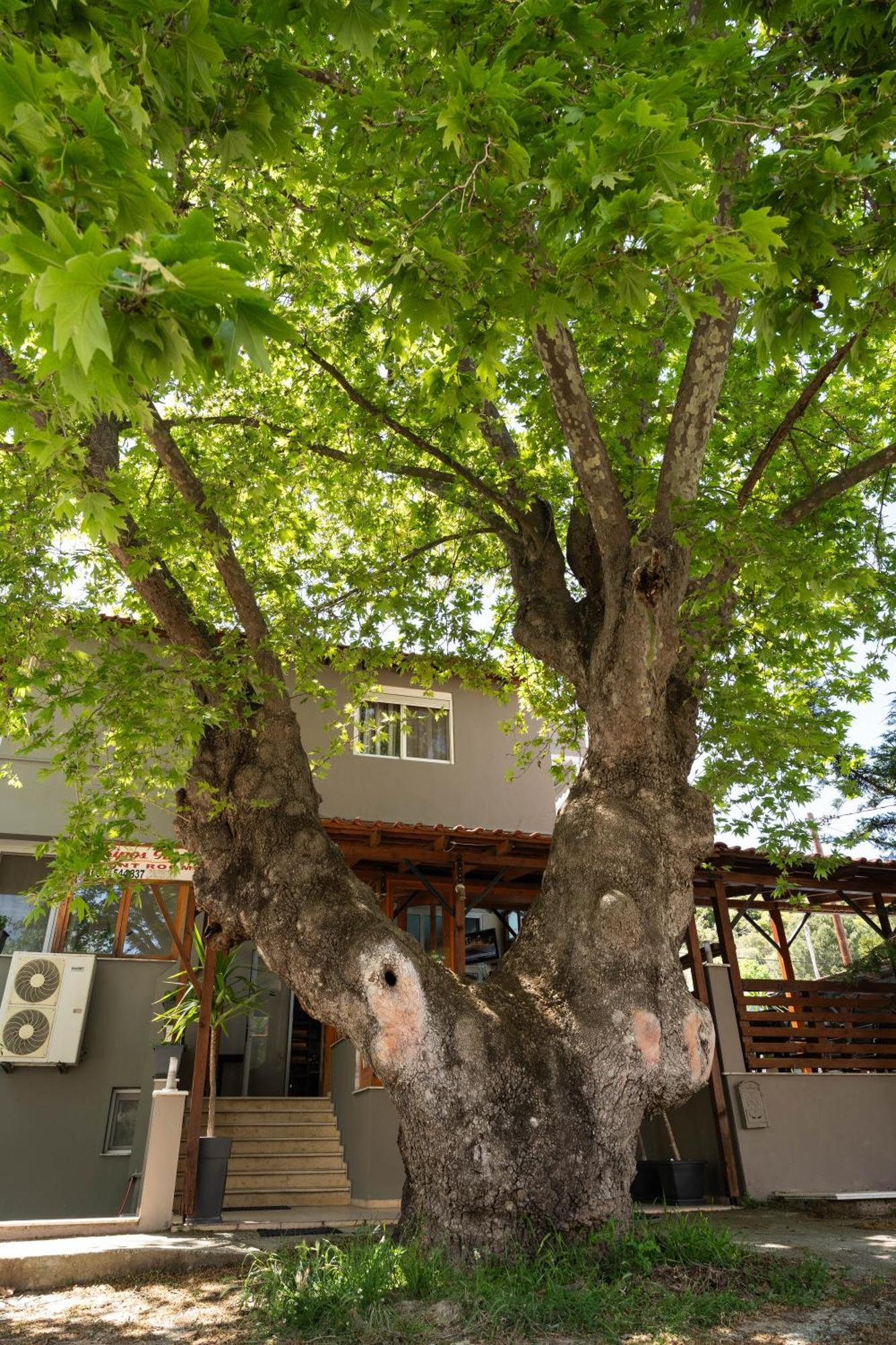 Kipos Resort Néa Péramos Buitenkant foto